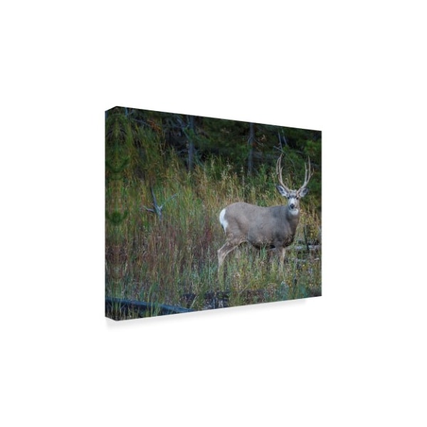 Galloimages Online 'Mule Deer Buck Field' Canvas Art,18x24